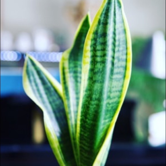 Special Air purifier mother-in-law tongue Plant - Picture 5 of 10